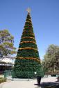 Weihnachtsbaum Kalgoorlie